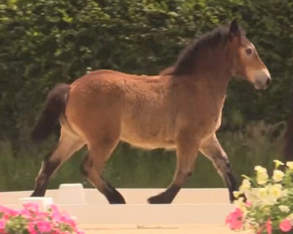 horse Anita (Rheinisch-Westfälisches Draughthorse, 2014, from Arsenal)