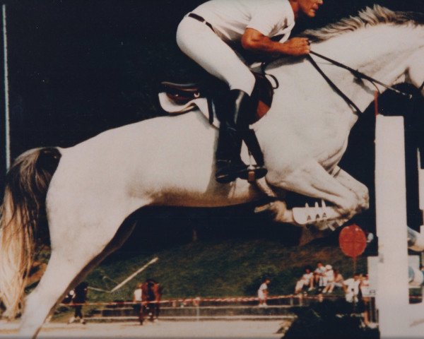 horse Peanut 9 (Hanoverian, 1986, from Gold Ferdl)