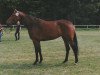 broodmare Brentana (Hanoverian, 1992, from Brentano II)