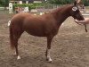 broodmare Clio (German Riding Pony, 2011, from Top Carlos Cassini)