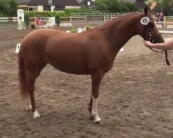 Zuchtstute Clio (Deutsches Reitpony, 2011, von Top Carlos Cassini)