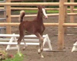 Springpferd Classic Number (Deutsches Reitpony, 2014, von Chic in Time)