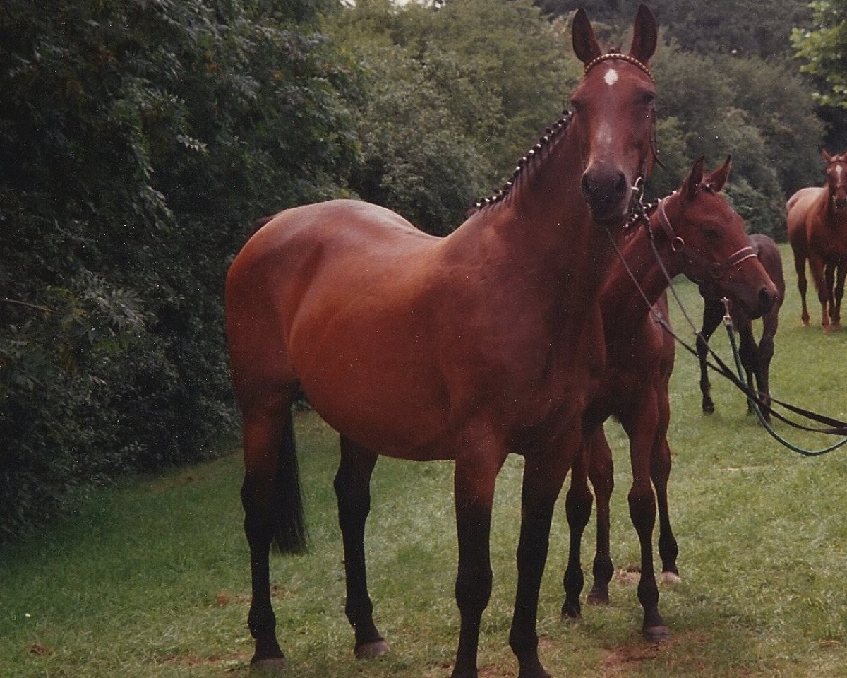broodmare Perlita (Hanoverian, 1974, from Perfekt I)