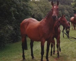 broodmare Perlita (Hanoverian, 1974, from Perfekt I)