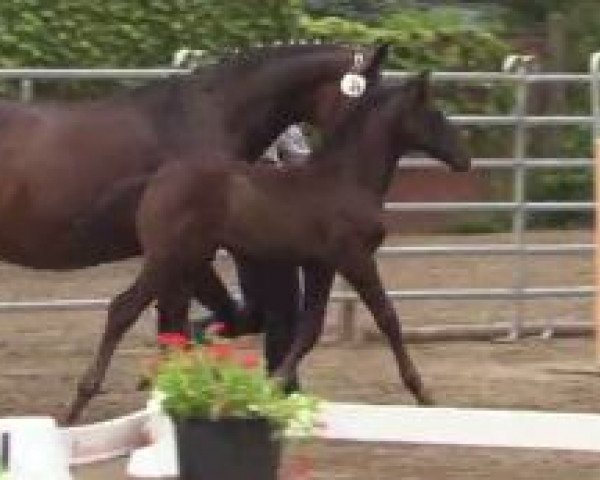 dressage horse Hengst von All at Once (Westphalian, 2014, from All At Once)