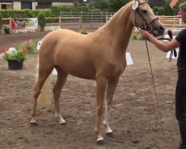 broodmare Chikka (German Riding Pony, 2011, from Top Carlos Cassini)