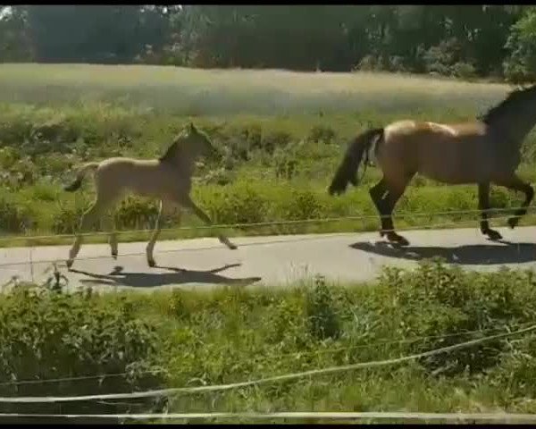 Video of Go For Golden Gustav