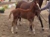 jumper Donny Diabolo (German Riding Pony, 2014, from Don Diabolo NRW)