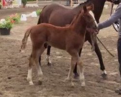 Springpferd Donny Diabolo (Deutsches Reitpony, 2014, von Don Diabolo NRW)