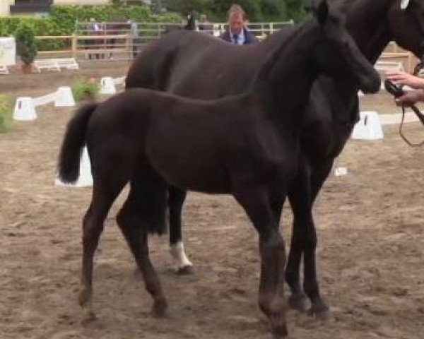 dressage horse Stute von All at Once (Westphalian, 2014, from All At Once)