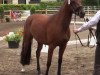 dressage horse Nena (German Riding Pony, 2011, from Nobel Nagano NRW)