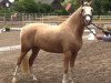 dressage horse Carry Gold 3 (German Riding Pony, 2011, from Top Carlos Cassini)