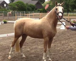 Dressurpferd Carry Gold (Deutsches Reitpony, 2011, von Top Carlos Cassini)