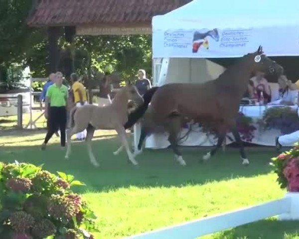 Video of Dich zu lieben W