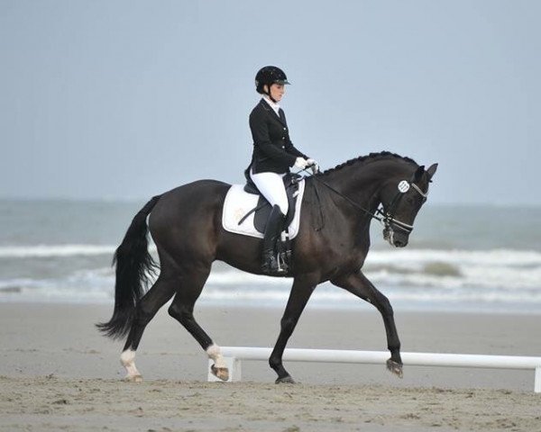 dressage horse Rondo Veneziano B (Westphalian, 2008, from Riccio)