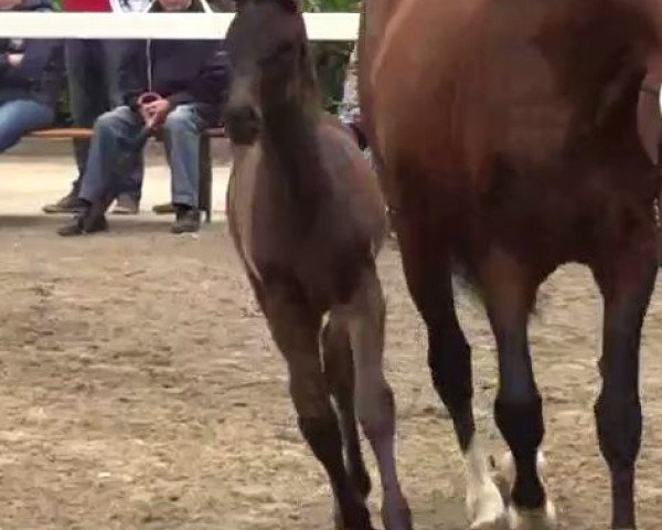 dressage horse Stute von All at Once (Westphalian, 2014, from All At Once)