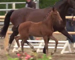 dressage horse All In 14 (Westphalian, 2014, from All At Once)