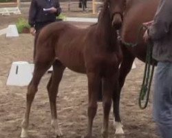 dressage horse Abella 7 (Westphalian, 2014, from All At Once)