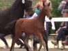 dressage horse Aragon 507 (Westphalian, 2014, from All At Once)