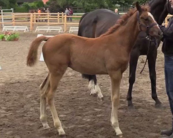 dressage horse Hengstfohlen von Sir heinrich (Westphalian, 2014, from Sir Heinrich OLD)