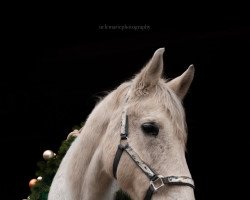 jumper Lady Sinclaire 3 (Hessian Warmblood, 2001, from Latouro)