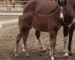 dressage horse Stute von All at Once (Westphalian, 2014, from All At Once)