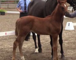 dressage horse Amazing Grace 68 (Westphalian, 2014, from All At Once)