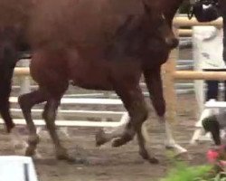 dressage horse Friedrich (Westphalian, 2014, from All At Once)