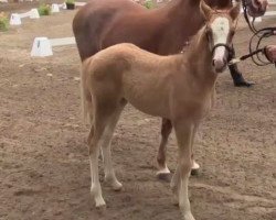 broodmare Golden Grace (German Riding Pony, 2014, from Golden State 2)