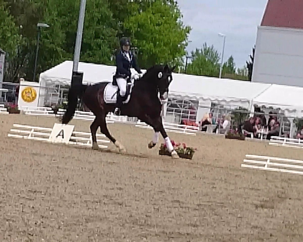 jumper Charly Keep cool 2 (Hanoverian, 2005, from Cranach)