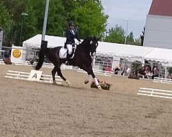 jumper Charly Keep cool 2 (Hanoverian, 2005, from Cranach)