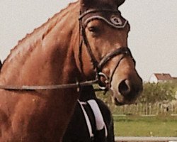 dressage horse Idaho Country (Trakehner, 2003, from Guy Laroche)