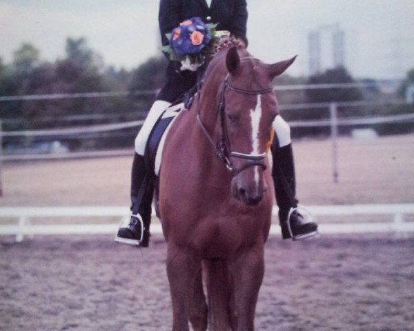 Pferd Vino Rosso (Hessisches Warmblut, 1989, von Van Deyk)