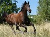 dressage horse Arletta (Hanoverian, 2008, from Abke 4)