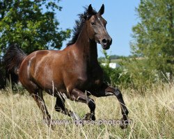 dressage horse Arletta (Hanoverian, 2008, from Abke 4)