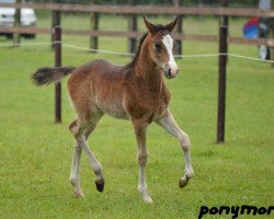 jumper Vincenzo (German Riding Pony, 2014, from Vincent)