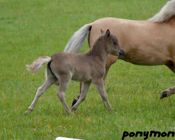 Zuchtstute Paula (Shetland Pony, 2014)