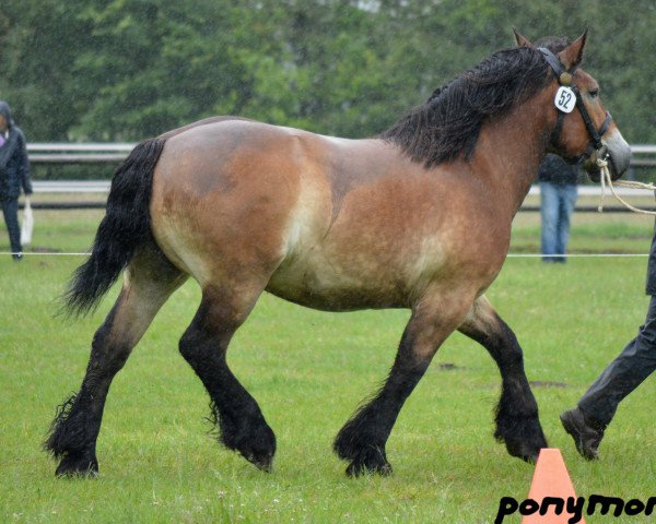 broodmare Stute von Newton (Westphalian Draughthorse, 2011, from Newton)