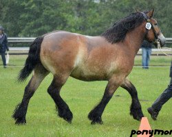 broodmare Stute von Newton (Westphalian Draughthorse, 2011, from Newton)