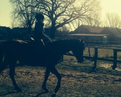 broodmare Macarena (German Riding Pony, 1996, from Maccardo)