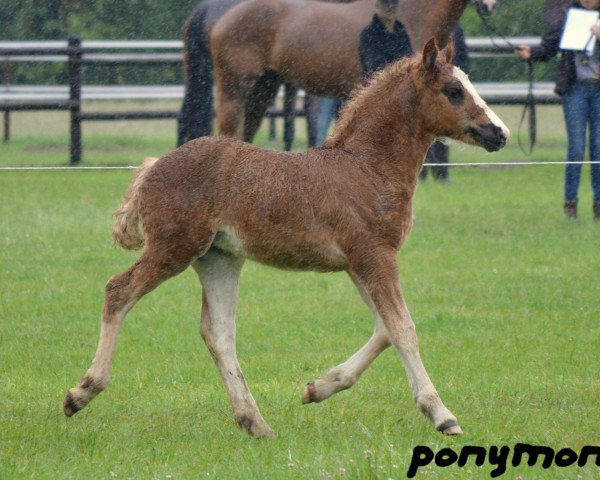 horse Stute von Regent (Black Forest Horse,  , from Regent)