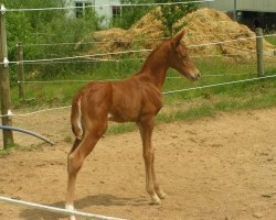 Springpferd Firefox (Westfale, 2014, von Franziskus FRH)