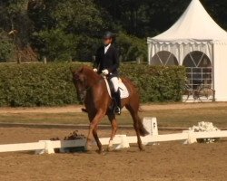 dressage horse Doria 85 (Westphalian, 2009, from Don Frederico)