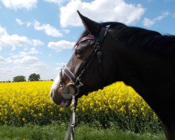 broodmare Donna (Brandenburg, 1996, from Drosselbart)