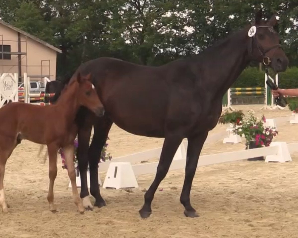 broodmare Escada (Hanoverian, 2000, from Escudo II)