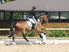 dressage horse Sammy Sunshine (Oldenburg, 2007, from Serano Gold)