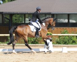 dressage horse Sammy Sunshine (Oldenburg, 2007, from Serano Gold)