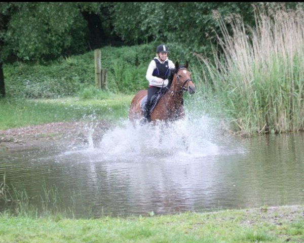 horse Jumbo Z (Zangersheide riding horse, 2001, from Jumpilot)