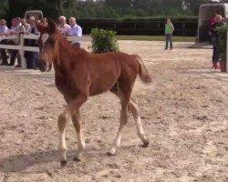 dressage horse Coal Fidibus (Westphalian, 2014, from Coal Diamond)