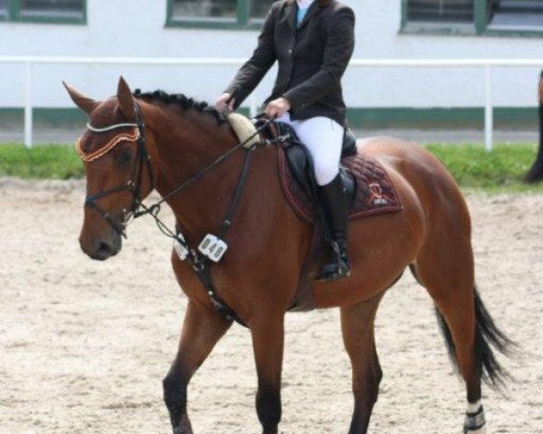 broodmare Chacceline (Oldenburg show jumper, 2008, from Chacco-Blue)